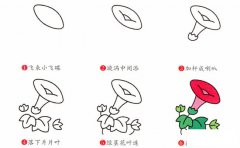 牵牛花植物花简笔画步骤图片大全五