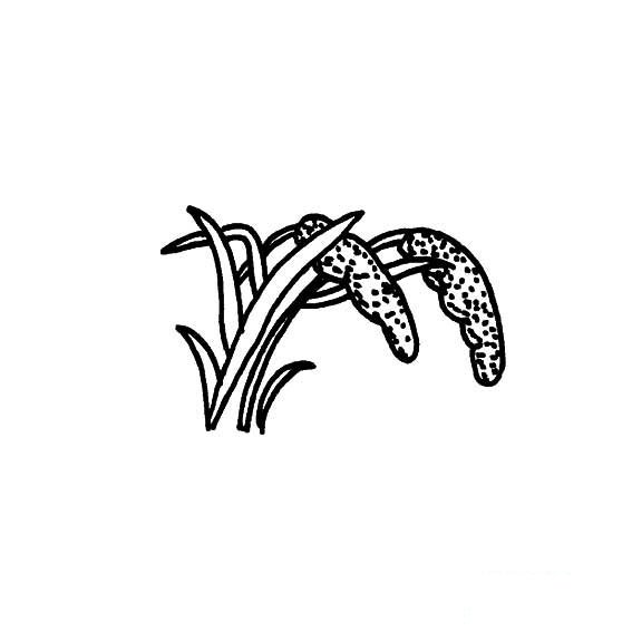 谷子简笔画粮食类