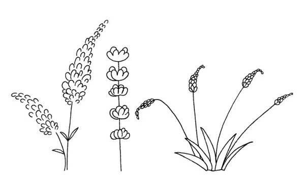 薰草简笔画图片