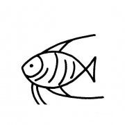 热带鱼的简单画法