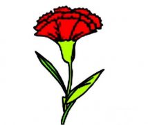 康乃馨怎么画，带颜色的康乃馨简笔画