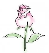 玫瑰花的画法