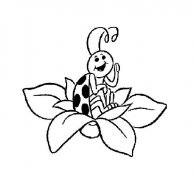 花朵上的七星瓢虫简笔画