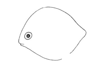 虎皮鱼简笔画图片