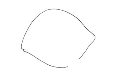 虎皮鱼简笔画图片