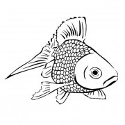 鲤鱼动物简笔画步骤图片大全