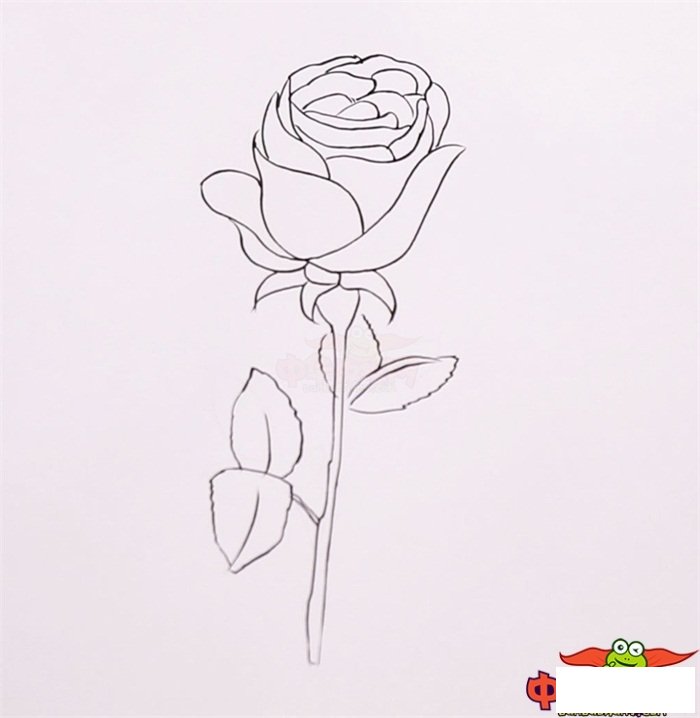 一步一步教你画玫瑰花，玫瑰怎么画一步一步教