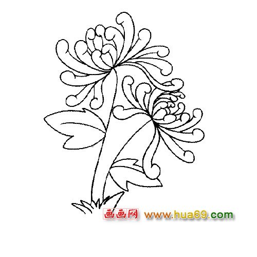 两朵盛开的菊花简笔画