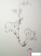 儿童植物简笔画图片，漂亮的牵牛花简笔画