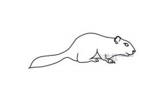 非洲地松鼠简笔画步骤图片大全