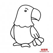 大嘴巴鹦鹉的简笔画