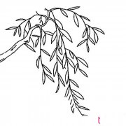 垂柳简笔画