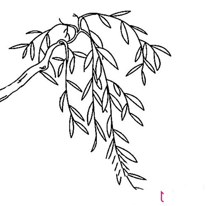 垂柳简笔画