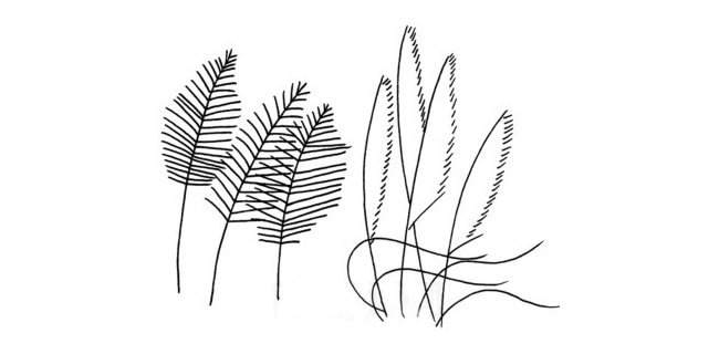 芦苇简笔画图片素材大全