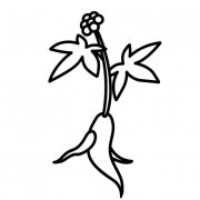 人参花植物花简笔画步骤图片大全