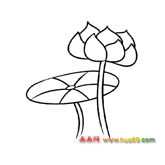 含苞待放的荷花简笔画