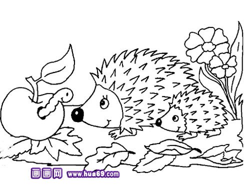 小刺猬吃苹果简笔画