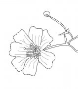 手绘满天星简笔画图片