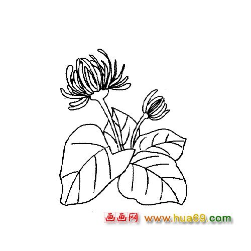 两朵菊花1│花卉简笔画