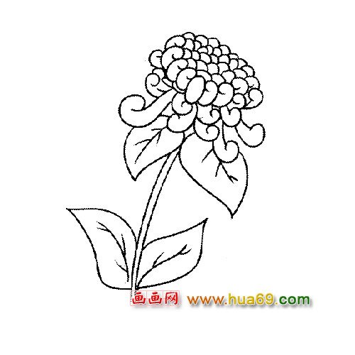 花卉简笔画：美丽的菊花