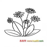 竞相争艳的菊花简笔画