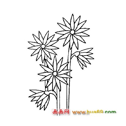 菊花开了│花卉简笔画