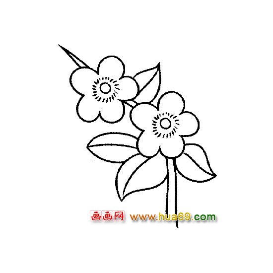 美丽的梅花-花卉简笔画