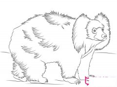 懒熊简笔画大全，萌萌的懒熊（4张）