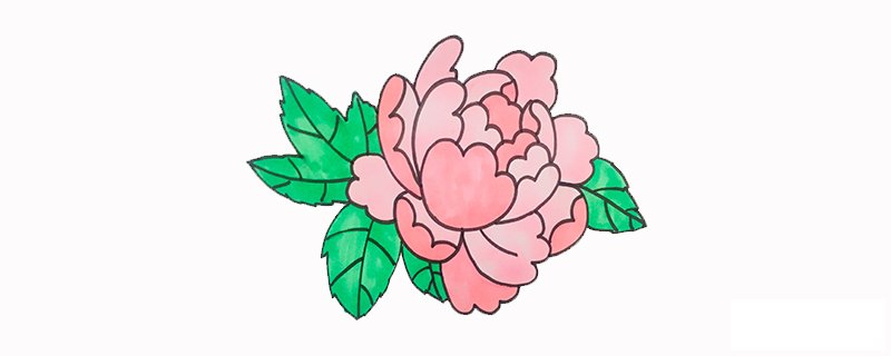 一笔一笔的教画牡丹花