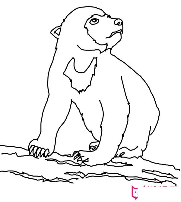 马来熊简笔画图片大全,蠢萌马来熊