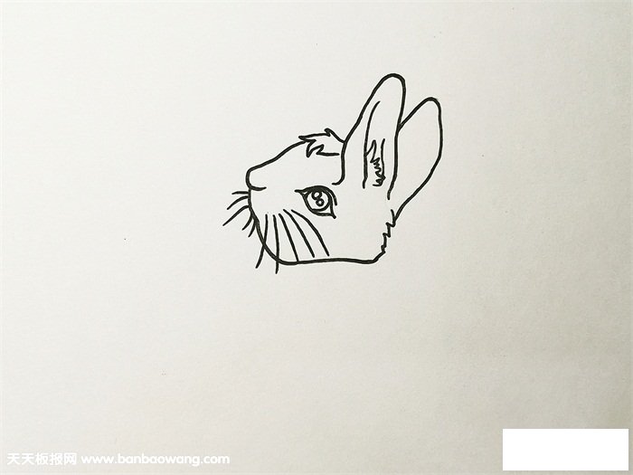 彼得兔简笔画教程