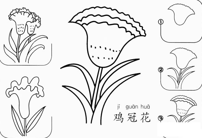 鸡冠花怎么画简笔画图片