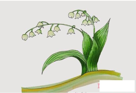 儿童铃兰花简笔画画法步骤教程涂颜色