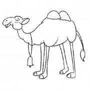 双峰骆驼动物简笔画步骤图片大全二
