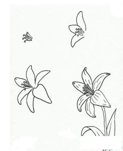 简笔画四步漂亮的百合的具体画法步骤图片教程