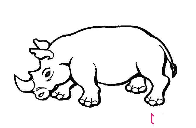 好看的动物简笔画图片,犀牛简笔画