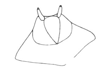 鳐鱼简笔画图片