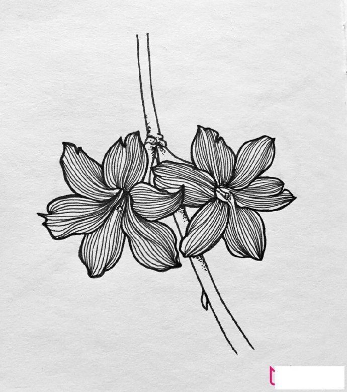 漂亮的植物简笔画大全，春有百花