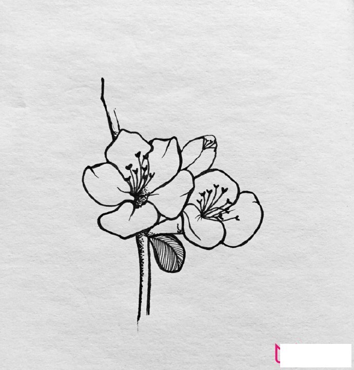 漂亮的植物简笔画大全，春有百花