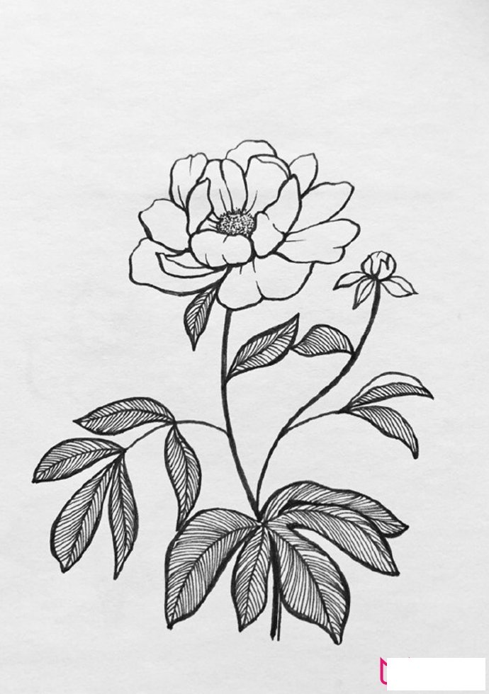 漂亮的植物简笔画大全，春有百花