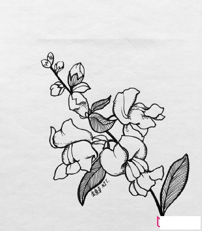 漂亮的植物简笔画大全，春有百花