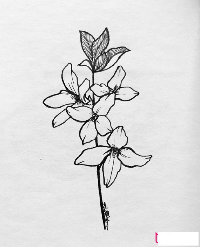 漂亮的植物简笔画大全，春有百花