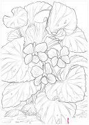 漂亮的紫罗兰简笔画图片