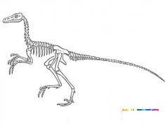 恐龙骨架的简笔画