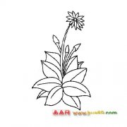 美丽的菊花│花卉简笔画