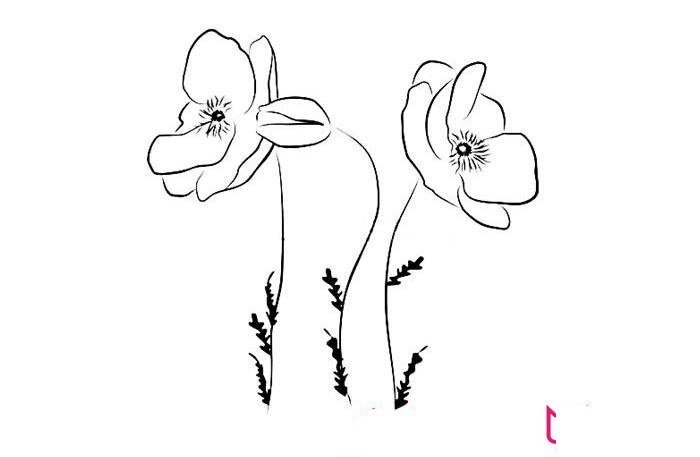 美丽的罂粟花简笔画大全