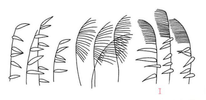 芦苇怎么画好看 芦苇简笔画图片