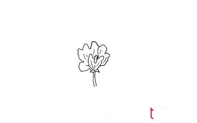 漂亮的冬葵花简笔画图片