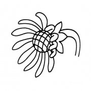 向日葵花的画法儿童学画画