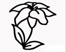 盛开的百合花简笔画画法_怎么画盛开的百合花